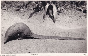 Pangolin African Game Hunting Old Real Photo Postcard
