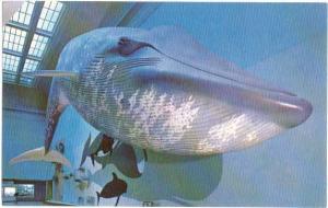 92-foot Model of blue whale,On display Hall of Life, Smithsonian, Washington