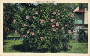 USA Florida Miami Hybiscus Vintage Postcard 07.56