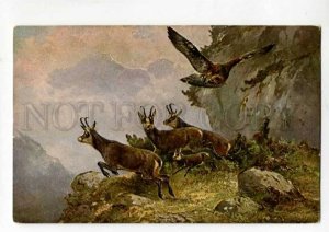 288461 Mueller MULLER Eagle HUNT Chamois Mount Vintage #494 PC