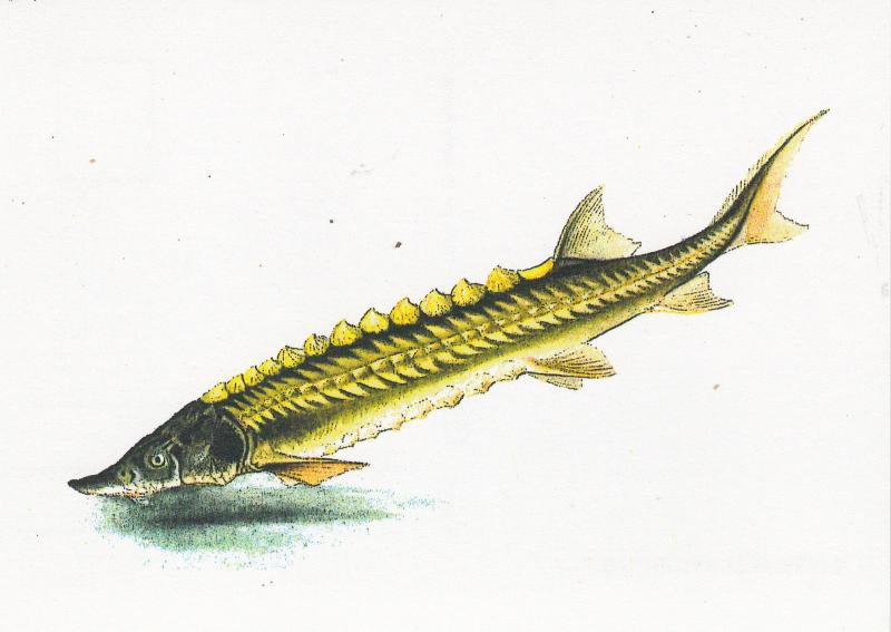 FISH ACIPENSER STURIO European sea sturgeon