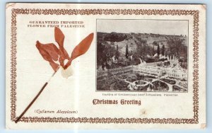 Christmas Greeting - Garden of Gethsemane JERUSALEM - Palestine Flower Postcard