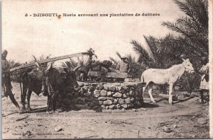 Somalia Djibouti Noria Arrosant une Plantation de Dattiers Postcard 09.01 