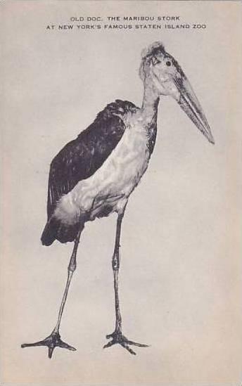 New York Staten Island Zoo Old Doc The Maribou Stork Artvue