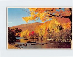 Postcard Autumn Splendor Along the Ammonoosuc River, White Mountains, N. H.