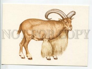 464461 Poland Bohdan Berg African mountain sheep circulation 5000 Old postcard