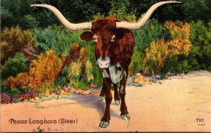 Bulls Texas Long Horn Steer