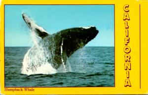 California North Bay Humpback Whale 1997