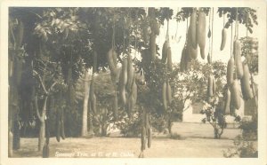RPPC Postcard Hawaii Oahu 1920s Sausage Tree University of Hawaii 23-2252