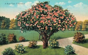 USA A Rose Tree California Vintage Postcard 07.15