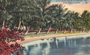 Vintage Postcard Black Swans Feeding in Pancoast Lake Miami Beach Florida FL