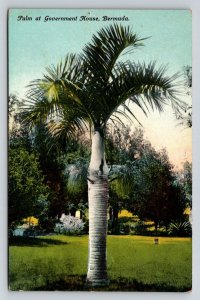 Palm at Government House  Bermuda   Postcard