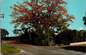 Florida Clearwater The Famous Kapok Tree