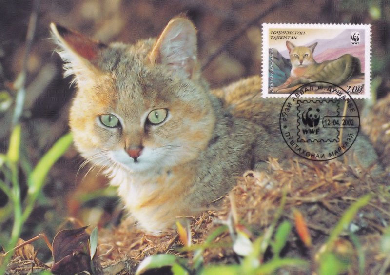 Reed Cat Tajikistan Rare WWF Stamp First Day Cover Postcard