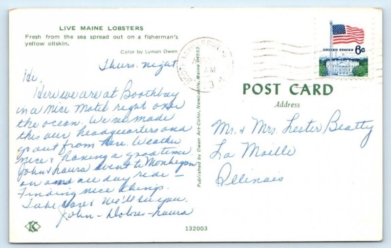 Live MAINE Lobsters Postcard