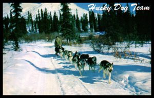 Husky Dog Team,AK