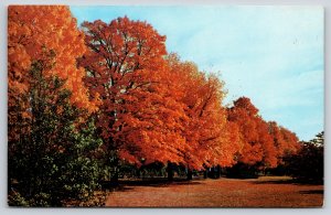 Sarcoxie Missouri~Avenue Of Hard Maple Trees In Autumn~Sarcoxie Nurseries~Vtg PC