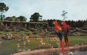 Florida Miami Mac and Marshall Scarlet Macaws Watching Flamingos Parrot Jungl...