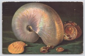 Glossy Pearled Shell~Scallop~Various Small Shells~GA Novelty Art~Vintage PC 