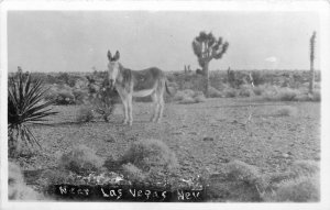 1920s Las Vegas Nevada Desert Mule animal RPPC Postcard 25-11806