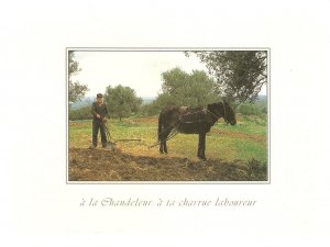 Farmer plowing with his horse Nice modern French photo postcard