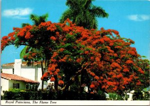 Florida Royal Poinciana Flame Tree In Full Bloom