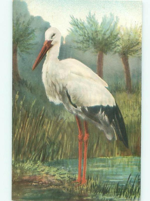 Pre-Linen Close-Up REAL LIFE STORK BIRD IN THE WILD AC5661