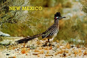 New Mexico State Bird The Roadrunner The Clown Of The Desert