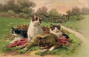 PC CATS, FOUR CATS LAYING IN A FIELD, Vintage EMBOSSED Postcard (b47033)