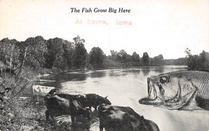 The Fish Grow big here Exira, Iowa USA View Postcard Backing 