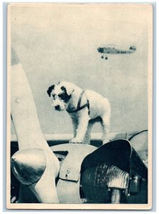 Czechoslovakia Postcard Talisman Dog in Propeller Airplane Flying c1940's