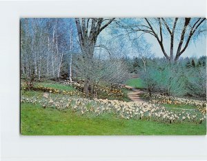 Postcard Naturalized Planting Of Daffodils, Whitnall Park Botanical Gardens, WI