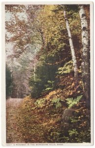 A Roadway In The Berkshire Hills, Massachusetts, Antique Phostint Postcard