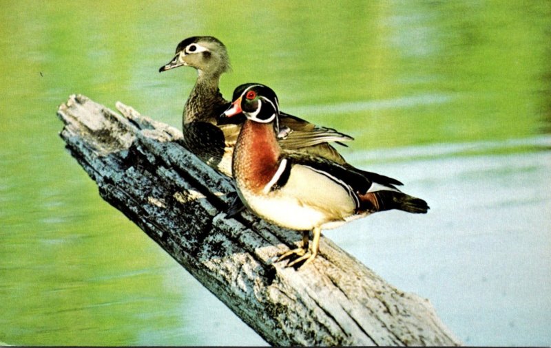 Birds Wood Duck