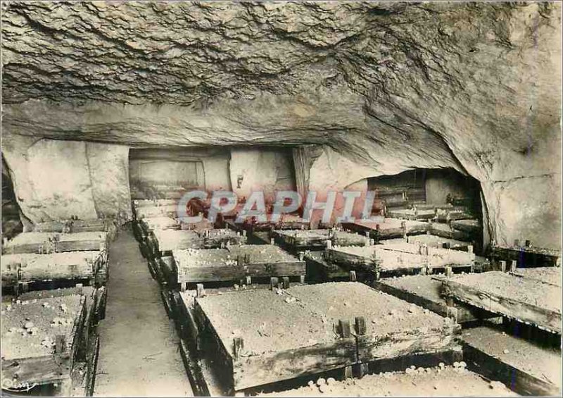 Postcard Modern Interior Anjou Cellars Growing Mushrooms