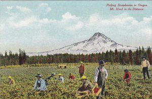 Picking Strawberries In Oregon With Mt Hood In The Distance