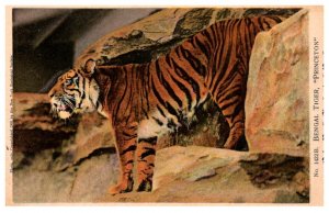 Bengal Tiger , princeton
