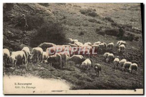 Old Postcard L & # 39Auvergne A Sheep Pasture