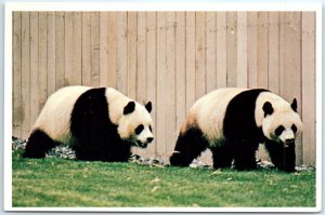 M-78050 Pandas Ling Ling and Hsing Hsing Washington National Zoo D C