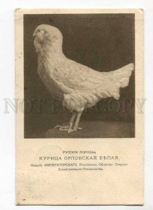 263062 Russia HEN breeds Orel white chicken RPPC gold difinit.