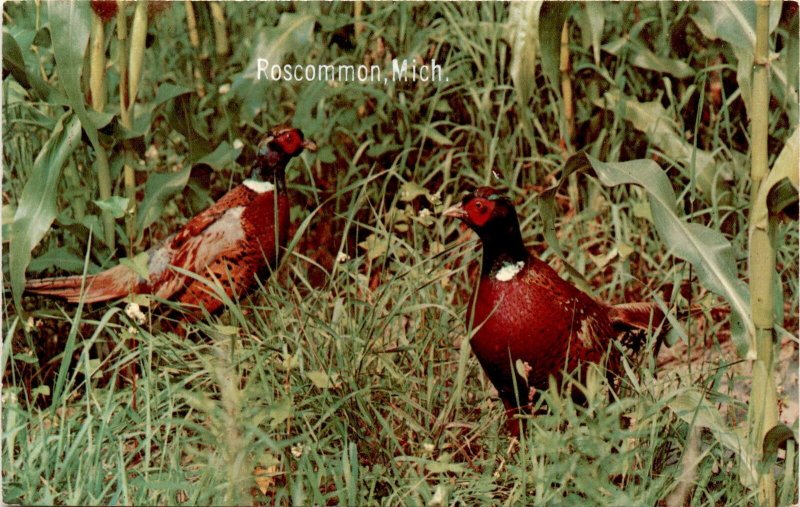 Roscommon, Mich, Ring-necked Pheasants, Valence, Dexter Press, West Postcard