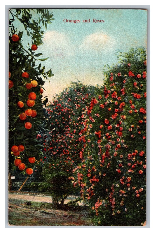 Postcard CA Oranges And Roses California 