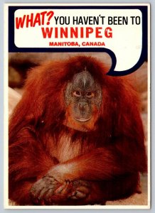 Orangutan Asks What? You Haven't Been To Winnipeg, Manitoba, Chrome Postcard
