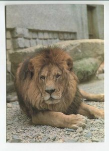 480674 Czechoslovakia zoo in Prague lion photo Jirousek Old postcard