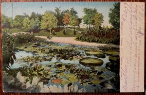 Vintage Postcard 1907 Lincoln Park, Lily Pond, Chicago, Illinois (IL)