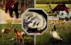 Animals Wild Game Of The West Bear Elk Antelpe Badger and Wild Geese