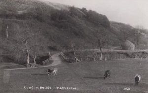 Cattle at Longlee Bridge Marksburn Montgomery Vermont Real Photo Postcard