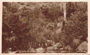 South Africa The Rockery Kirstenbosch Cape Town RPPC   B1