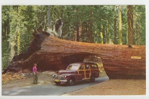 P2978, 1961 postcard hugh tunnel tree old car station wagon sequoia natl park