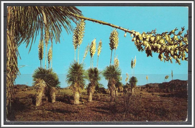 United States - Desert Yucca or Spanish Bayonet - [MX-347]